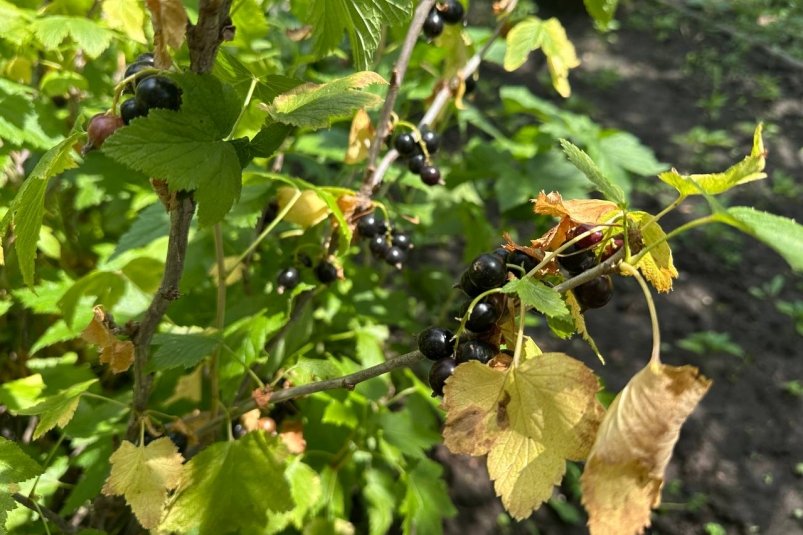 1 раз подкормил смородину в ноябре и забыл: летом плоды вымахают размером с виноград ИА StolicaMedia