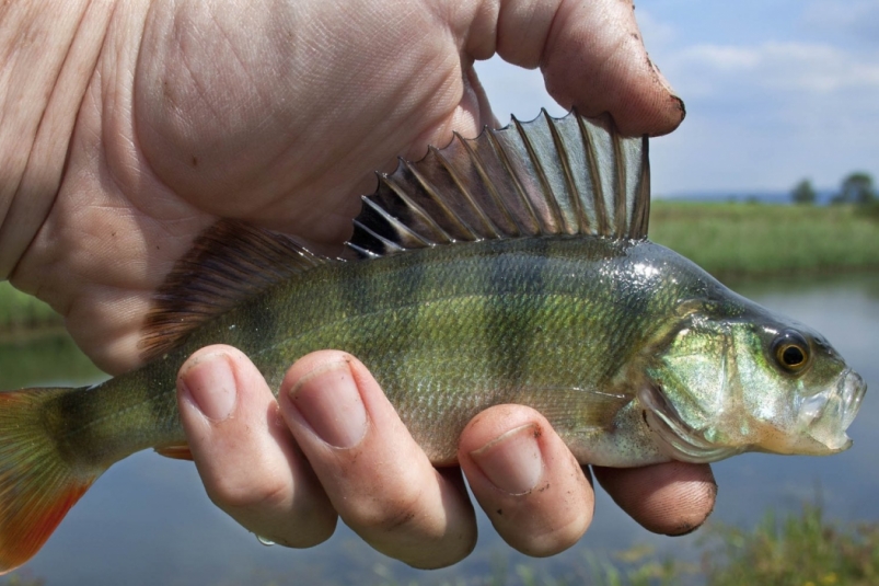 2 четких правила ловли полосатиков в ноябре-декабре: улов на реке вырастет на 67% pxhere