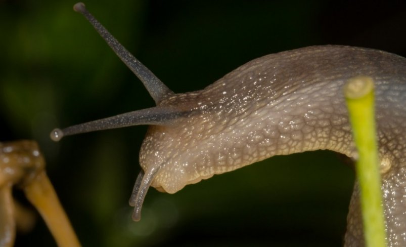 слизни pxhere.com