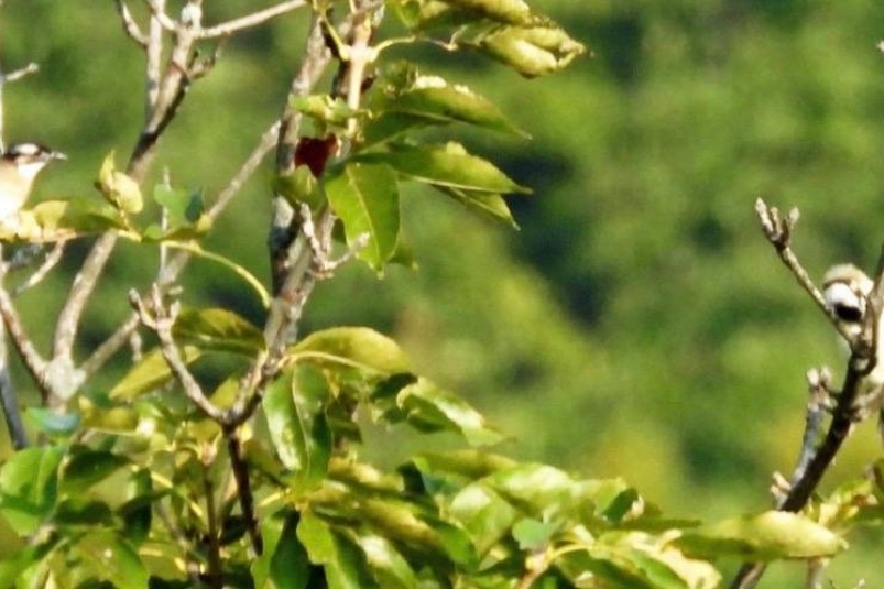 Бюльбюль предоставлено ФГБУ "Земля леопарда"