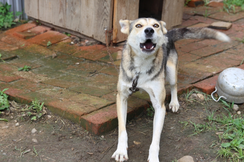 В Бохане по иску прокуратуры ребенку выплатят компенсацию после нападения собаки ИА EAOMedia, Письменова Ксения