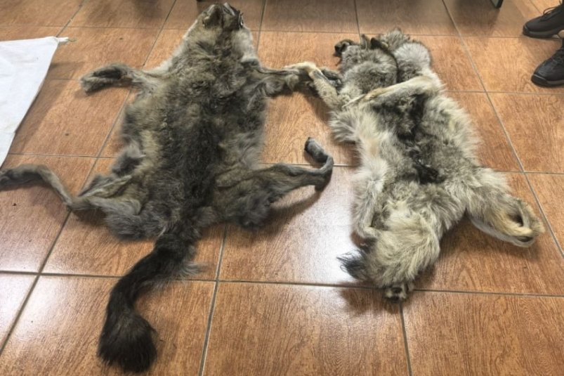 Шкуры волков пресс-службы Минприроды Забайкалья