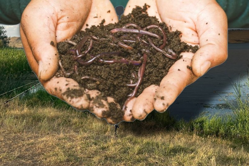 На такой "бутерброд" клюнет самый жирный лещ водоема - и ещё 4 приманки ИА Stavropol.Media и sippakorn yamkasikorn/unsplash