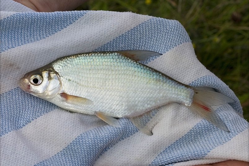 Все прикормки - игнорирует: только 3 добавки подтянут леща в ноябре pxhere.com