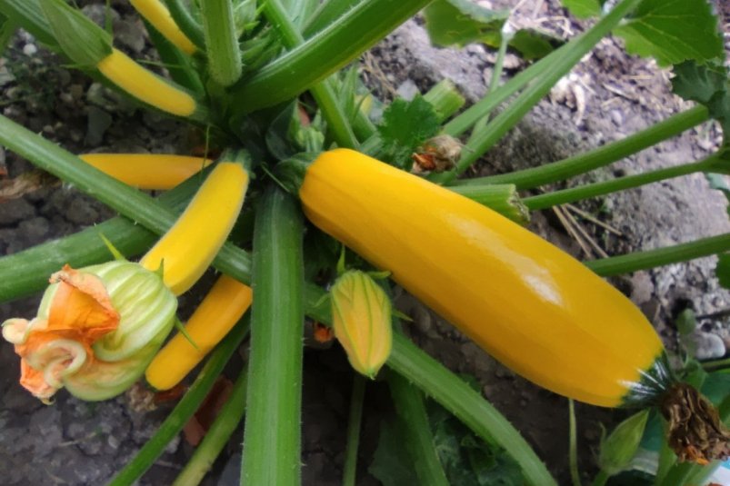 С 7 по 16 ноября сею кабачки: получаю ранний щедрый урожай - с 5 кустов собираю 36 кг плодов фото автора