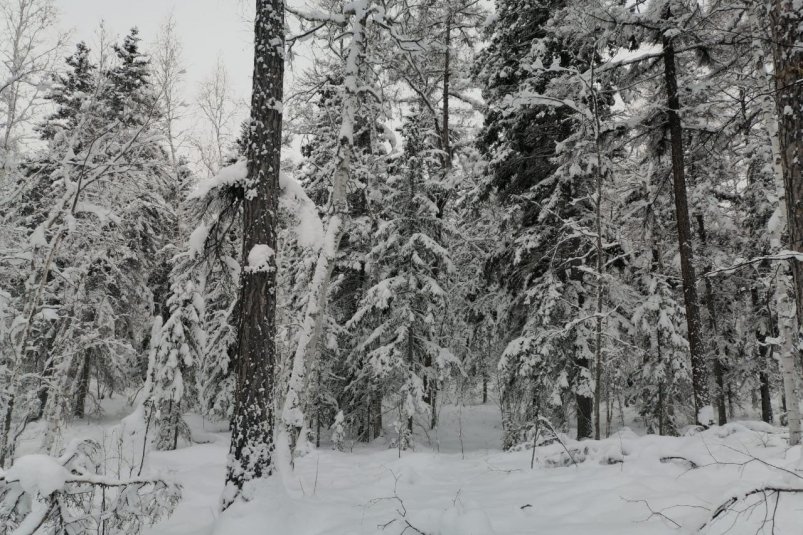 Камчатский лес kamgov.ru