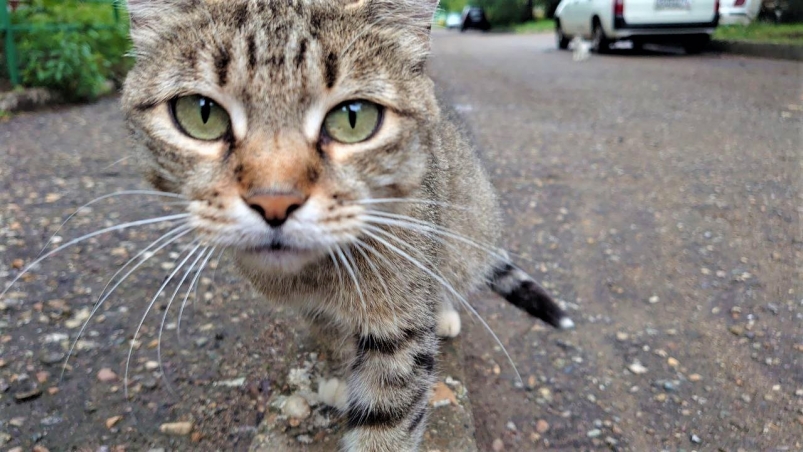 Умрут в гордом одиночестве: кошки, которые никогда не скучают наедине с собой ИА EAOMedia