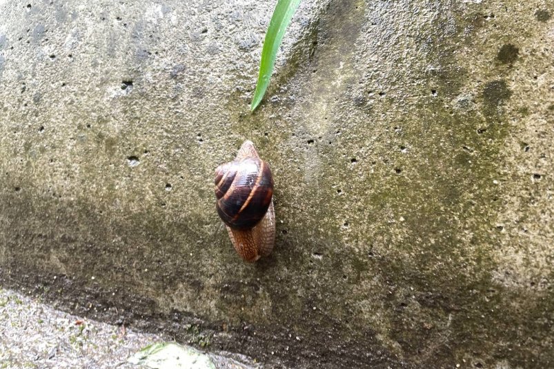 Применила дедовский способ, и слизни разбежались с огорода: без дорогущей химии ИА StolicaMedia
