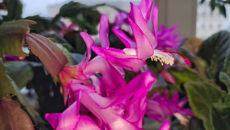 Декабрист Автора