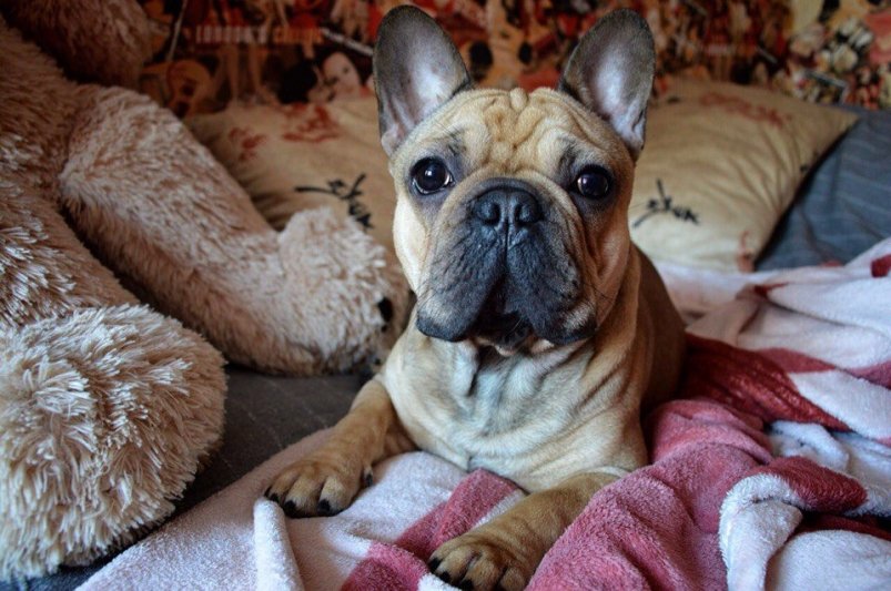 Избавляюсь от запаха собачьей мочи в квартире — с "волшебным" трюком из кухни: советы, проверенные временем фото автора