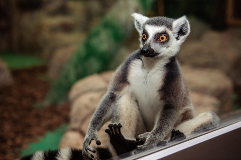 Тематическое фото пресс-служба ГБУК "Сахалинский зооботанический парк"