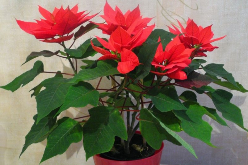 Тематическое фото pxhere.com