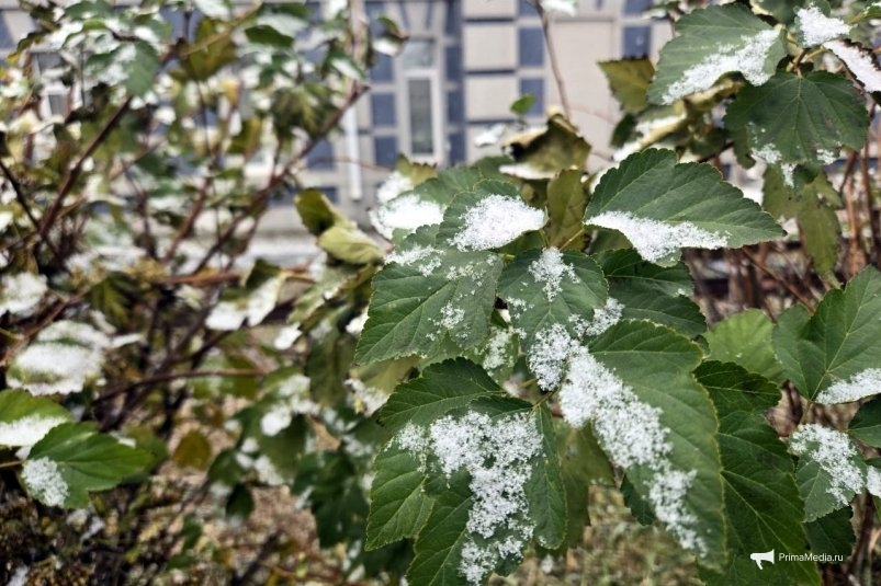 Снег во Владивостоке 8 ноября 2025 года ИА PrimaMedia