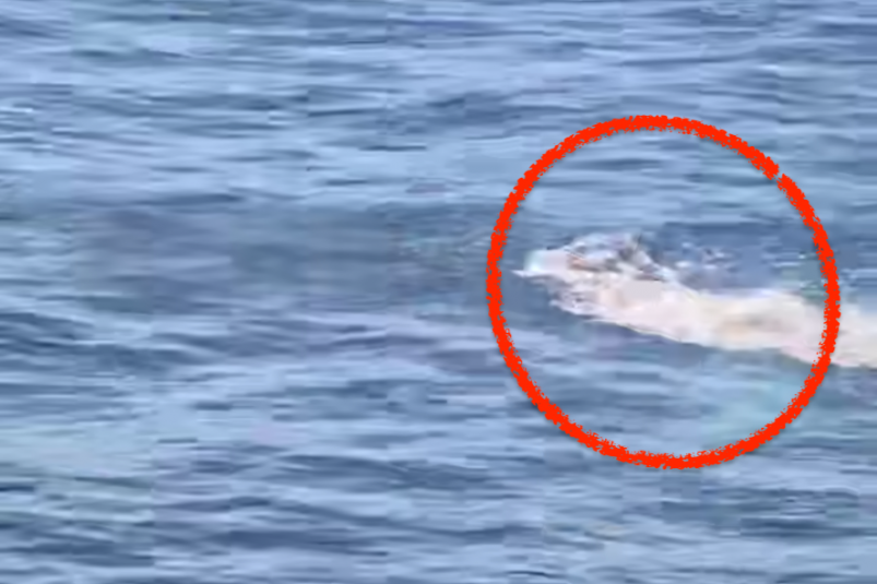 Скриншот Tg-канал &quotnovosti_primorye25" (18+)