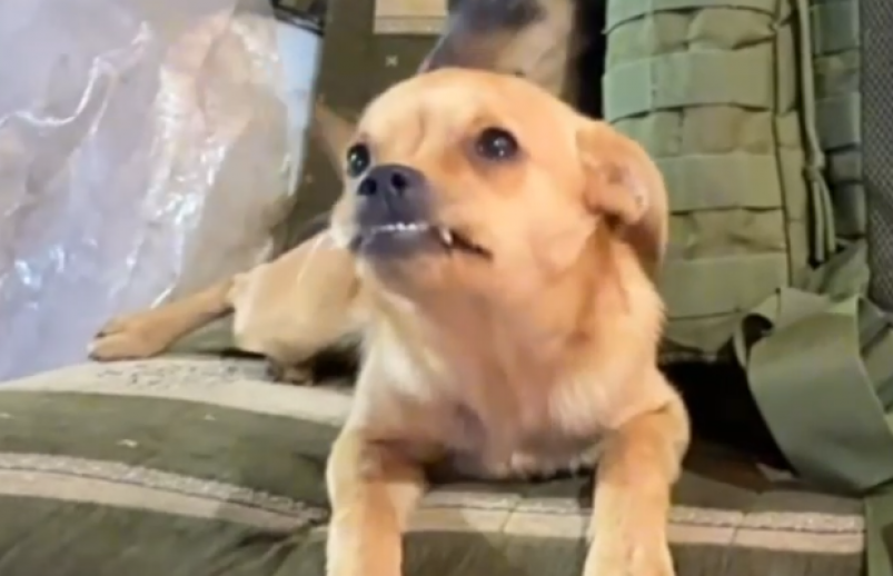 Кадр из видео Народный Фронт Крыма