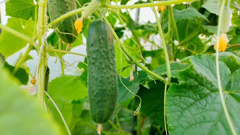 Огурцы Автора