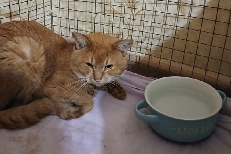 Спасенный кот Фонд "Ковчег"