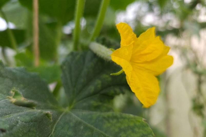 Фото автора автора