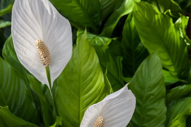 Фото автора автора