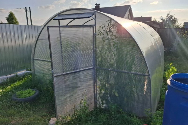 В ноябре рассыпаю 200 г на почву в теплице - и зеленый налет пропадает бесследно: быстрая помощь грунту фото автора