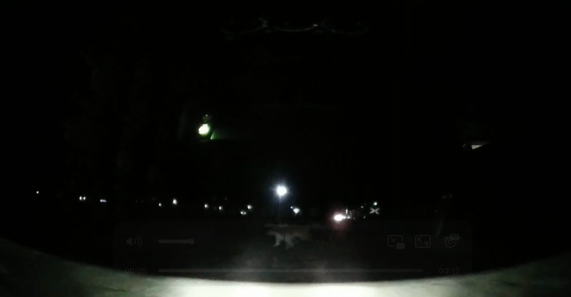 Скриншот из видео Видео очевидцев из telegram - канала svodka25