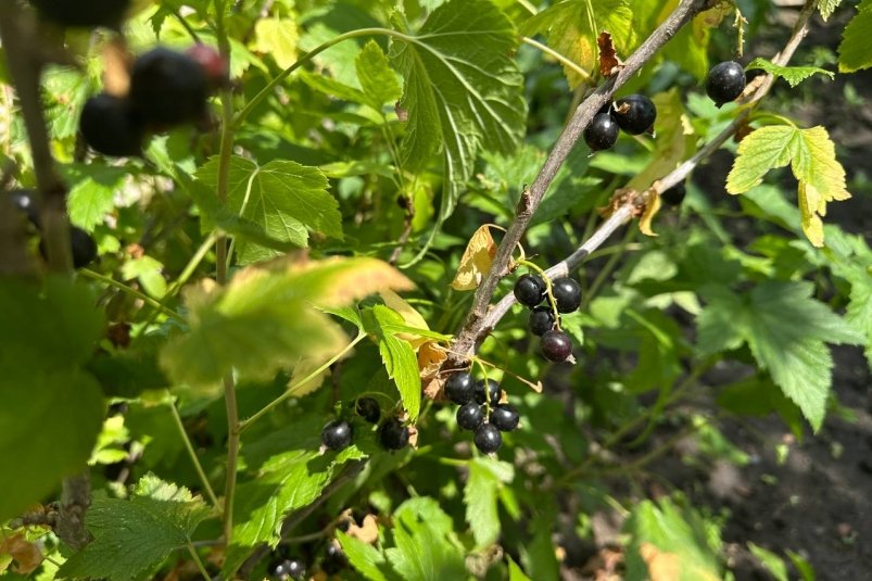 До 20 ноября смородине - обязательно: 50 г в воду - и почковый клещ сбежит сверкая пятками, урожай увеличится в 3 раза фото автора