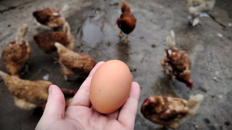 Яйценоскость Автора