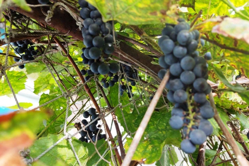 Виноград Петр Максимов, Nakhodka.Media