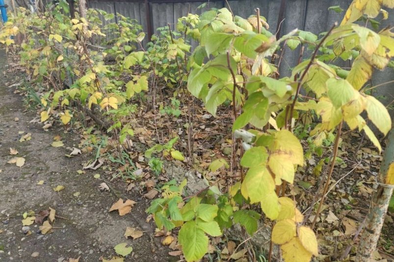 С 10 по 20 ноября - обязательно: готовлю так участок к зиме - и будущий урожай щедрый, без хлопот фото автора