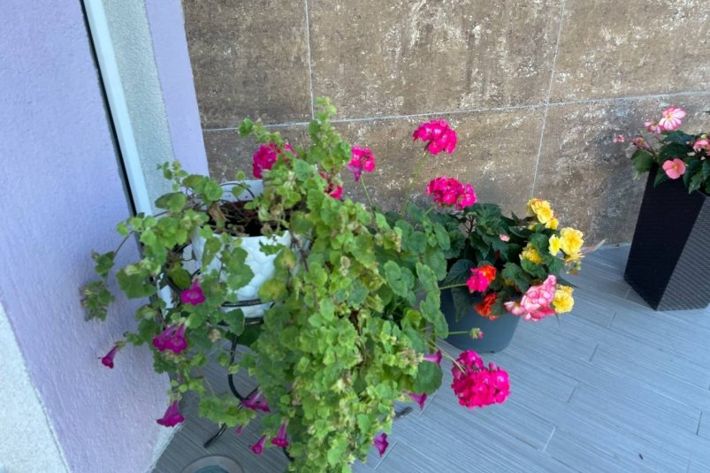 3 ложки под куст в ноябре, и мертвая герань воскресает на глазах: по 5 шапок на горшок ИА Stavropol.Media