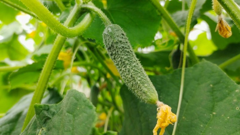 Огурцы Автора