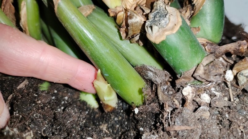 Замиокулькас Автора