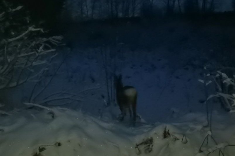 Сотрудники "К-9" два раза за сутки выезжали на спасение косуль в Приангарье Тг-канал (18+) "Питомник собак К-9"