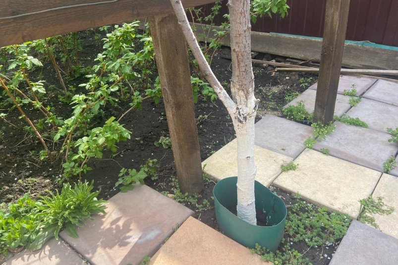 Грядки будут ломиться от урожая: раскрыты лучшие ноябрьские подкормки для плодовых деревьев ИА Stavropol.Media