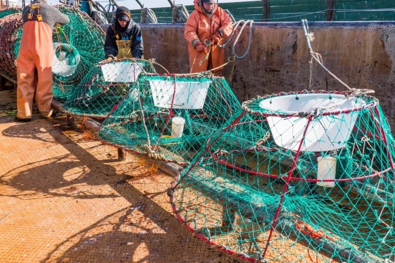 Подготовка краболовного порядка предоставлено АО "Рыболовецкий колхоз "Восток-1"