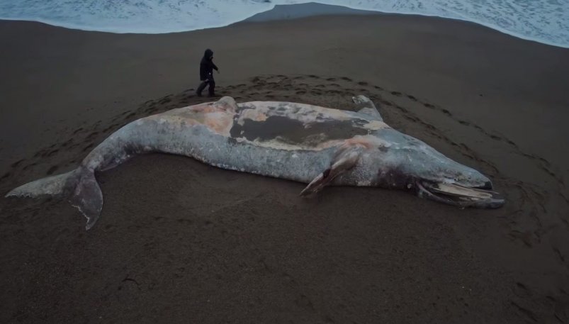 Выброшенный на берег кит telegram-канал "Сахалин | Сергей Любаченко"