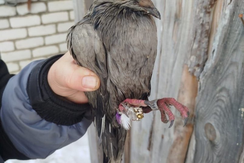 Как "почтальон" из КНР оказался в амурской тайге - загадка управление по охране животного мира Амурской области