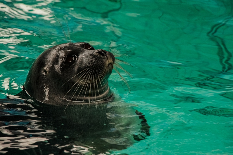 Нерпа Юлия Ушакова, ИА IrkutskMedia