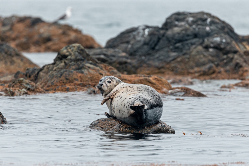 Тюлень Мария Смитюк, ИА PrimaMedia