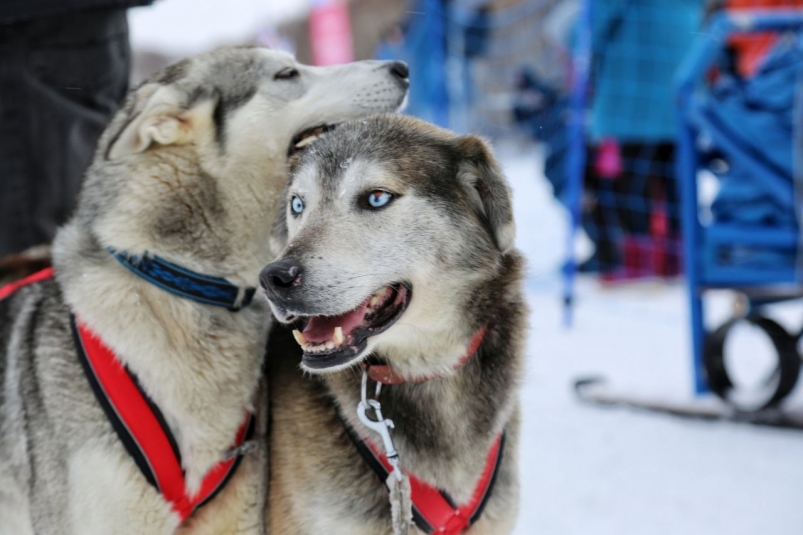 Архивное фото Елена Поддубная, ИА KamchatkaMedia
