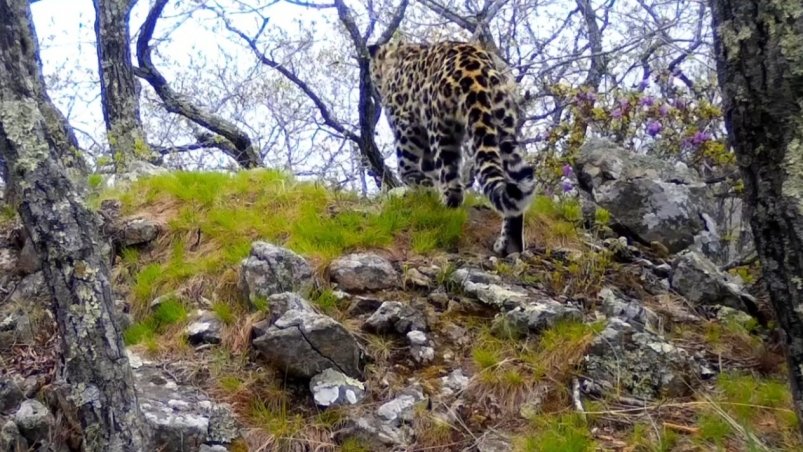 Леопард попал на камеру наблюдения скриншот видео "Земли леопарда"