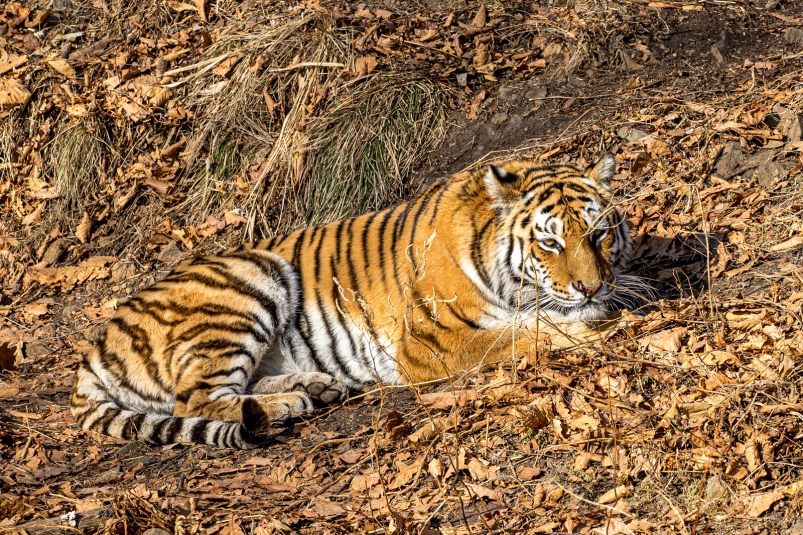 Тематическая иллюстрация ИА PrimaMedia