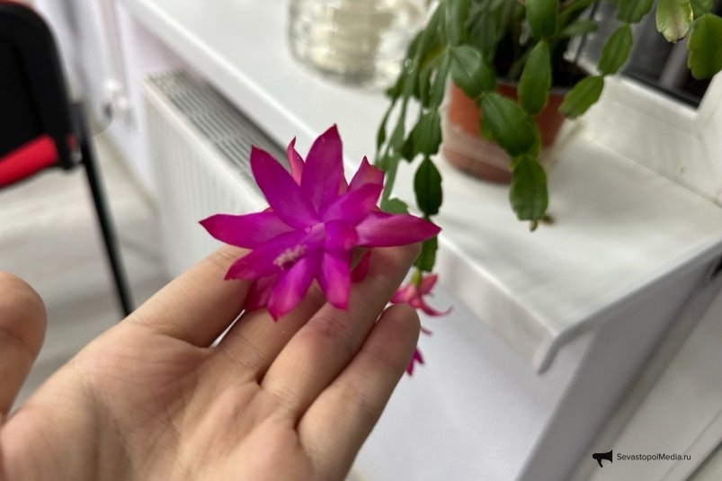 Всыпаю 1 горсть на корень - и декабрист краше любых роз и орхидей: покроется бутонами за 7 дней ИА StolicaMedia