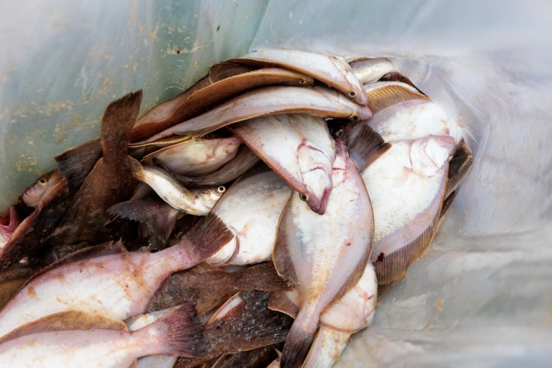 камбала, рыба, улов, рыбалка, морепродукты, Евгений  Кулешов, ИА PrimaMedia.ru