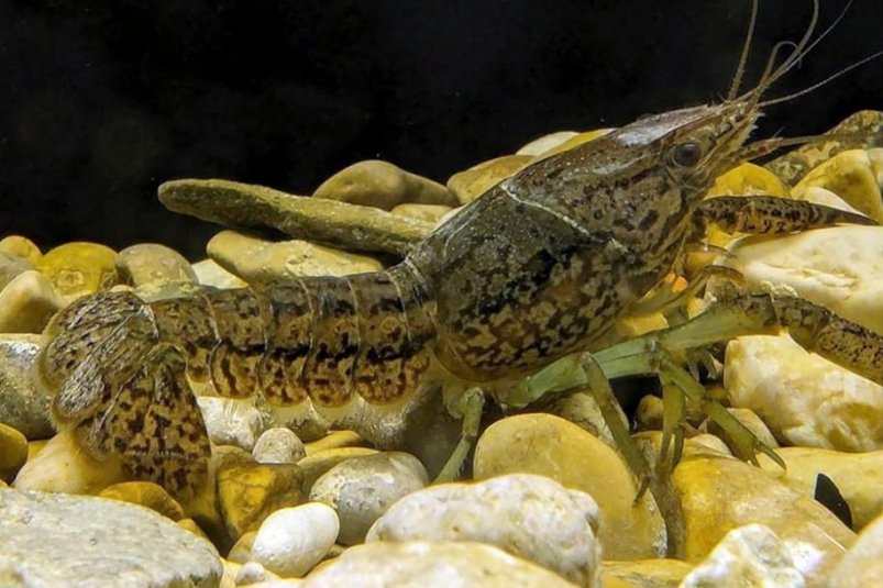 Мраморный рак Соцсети ИПЭЭ РАН