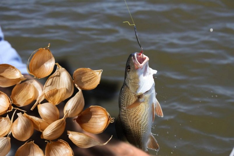 Не тесто, не червь: карася в ноябре ловлю на эту шелуху - есть на кухне у всех pxhere.com и ИИ GigaChat (18+)