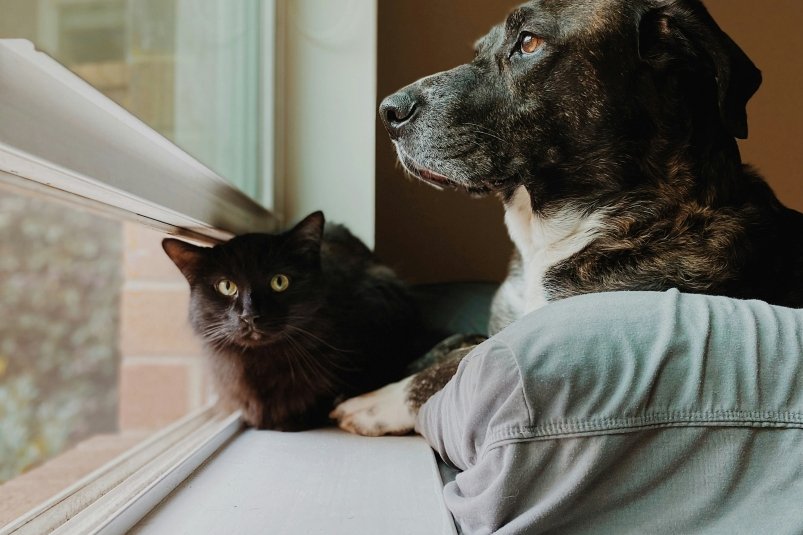 Даже питбуль их не пугает: 2 породы кошек, которые подружатся с самыми свирепыми собаками Madalyn Cox / unsplash