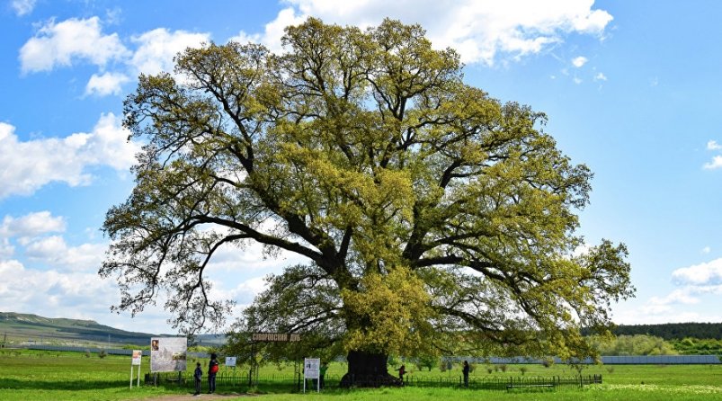 Суворовский дуб Турпортал Крыма, Светлана Мальцева