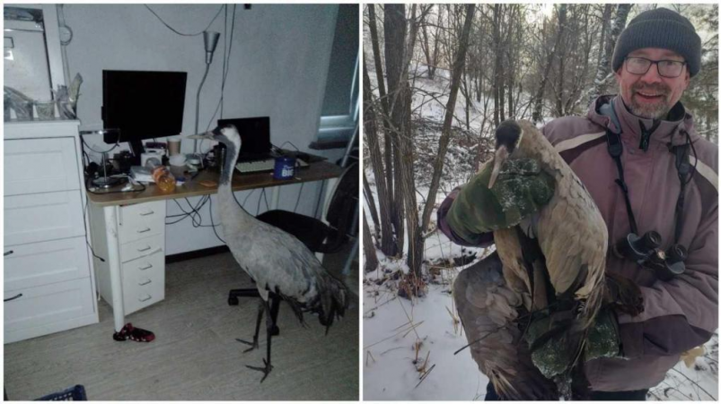 Спасенная птица предоставлено Олегом Андреенковым