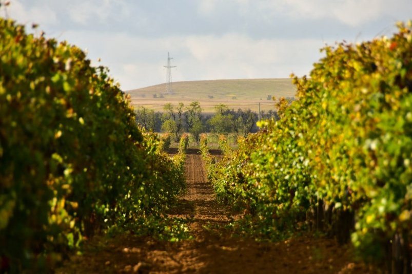 В Крыму заканчивают собирать виноград Соцсети С. Аксенова